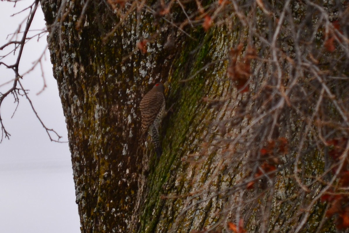 Northern Flicker (Yellow-shafted) - ML315539141