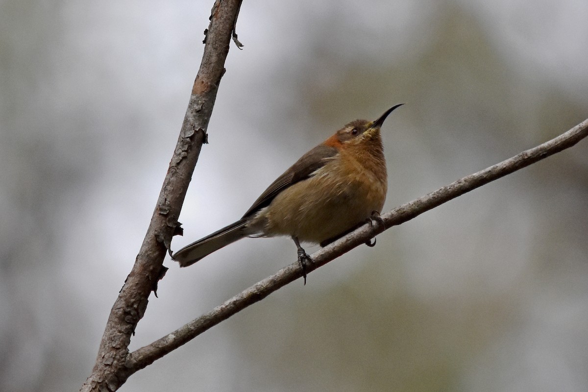 Western Spinebill - ML31554041
