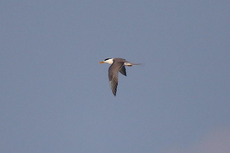 Great Crested Tern - ML31554051