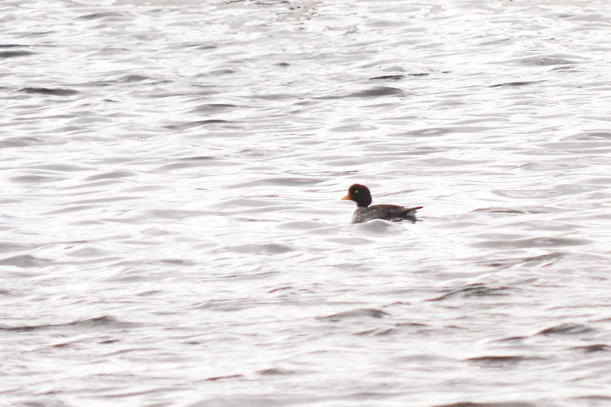 Barrow's Goldeneye - Aidan Brubaker