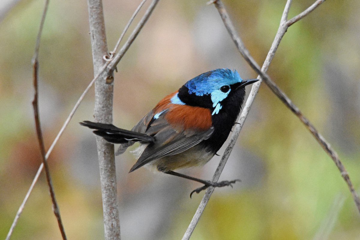 Red-winged Fairywren - Geoffrey Groom