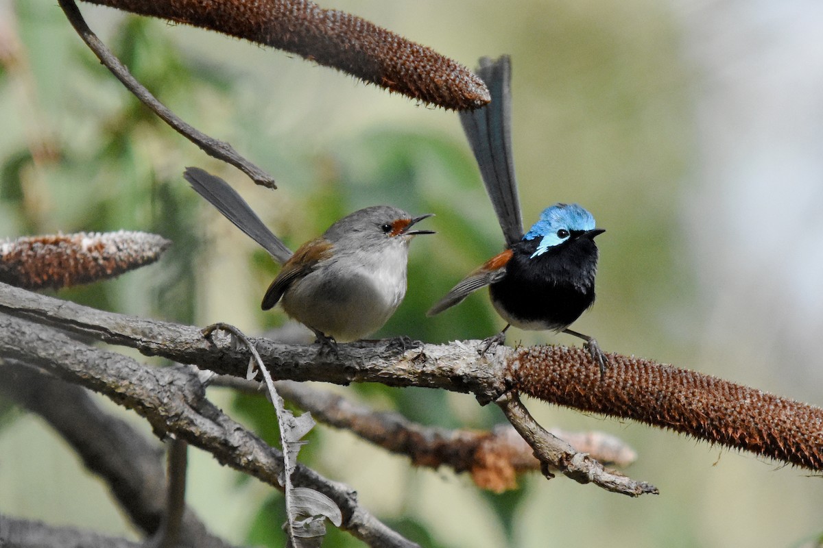 Red-winged Fairywren - ML31554101