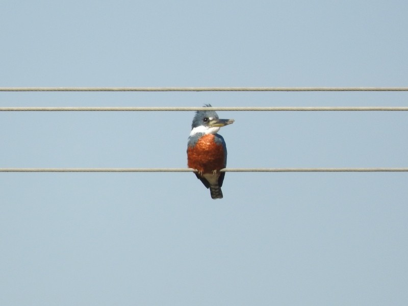 Ringed Kingfisher - ML31554111