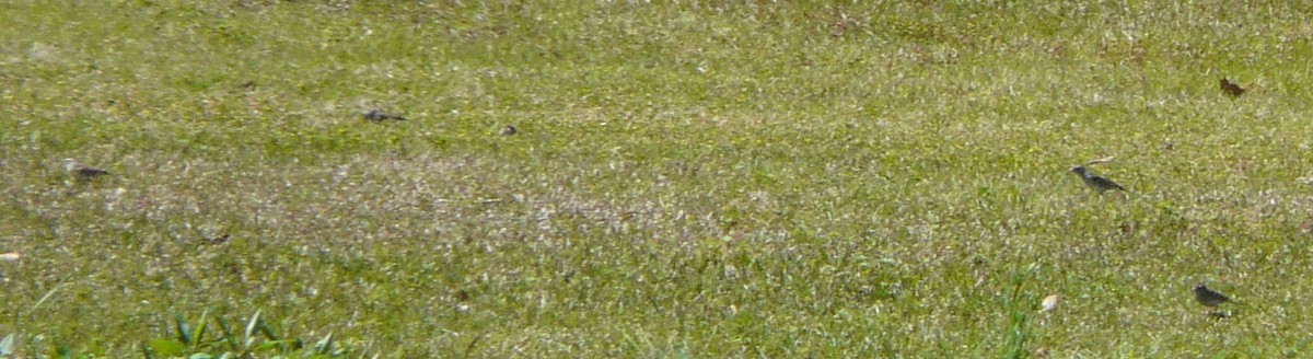 Chipping Sparrow - ML315541561