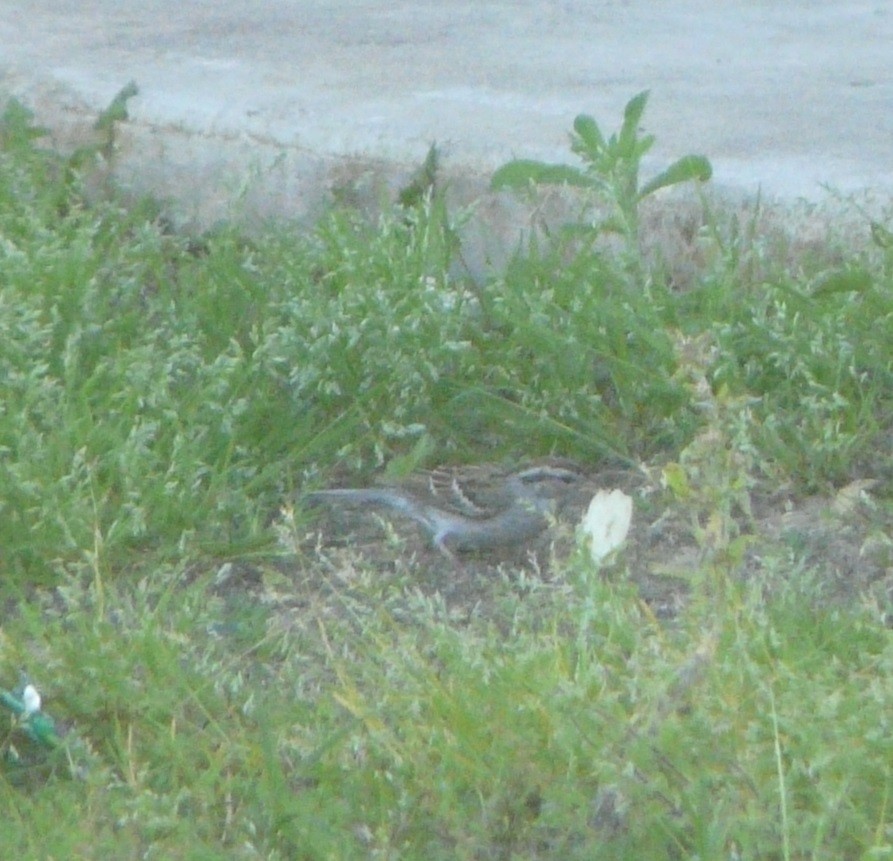 Chipping Sparrow - ML315541631