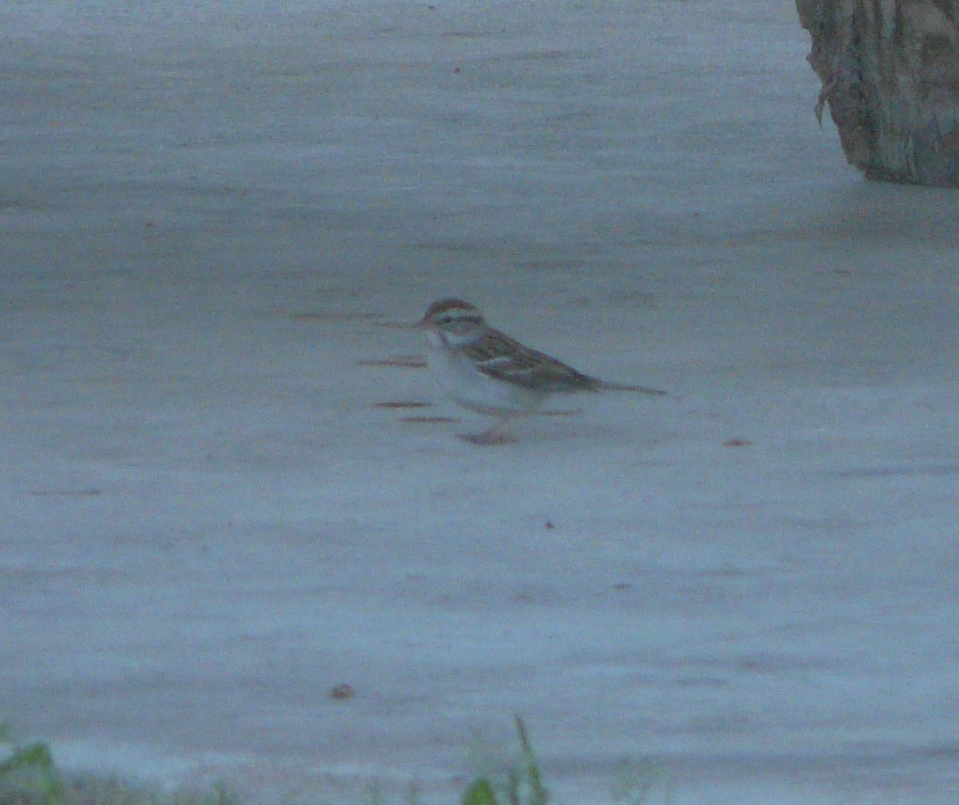 Chipping Sparrow - ML315541651