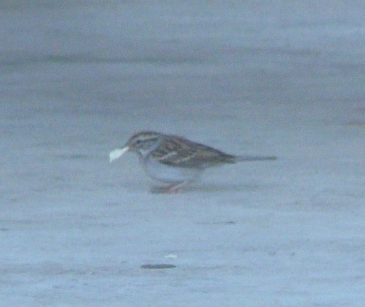 Chipping Sparrow - ML315541721