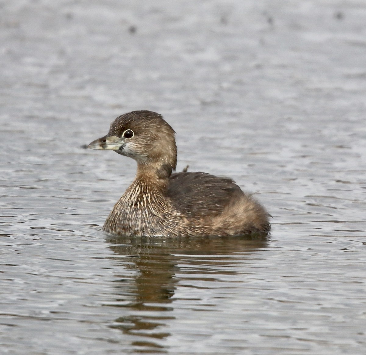 Pied-billed Grebe - Cheryl Rosenfeld