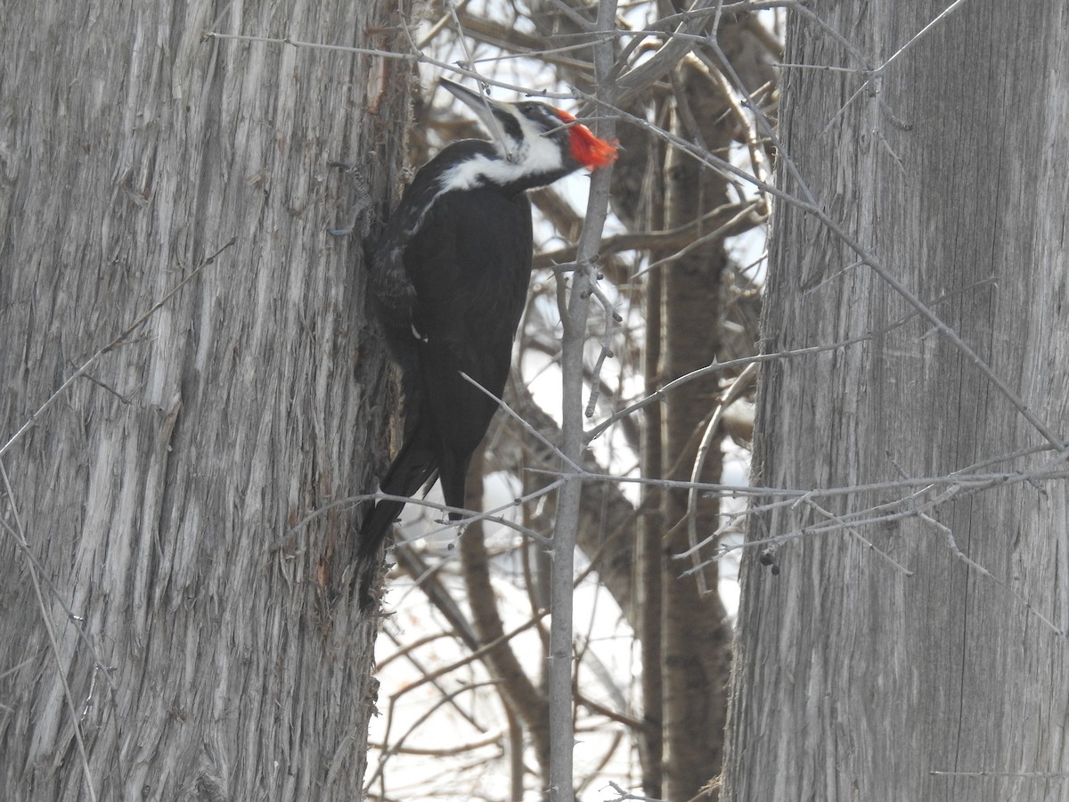 Pileated Woodpecker - ML315542791