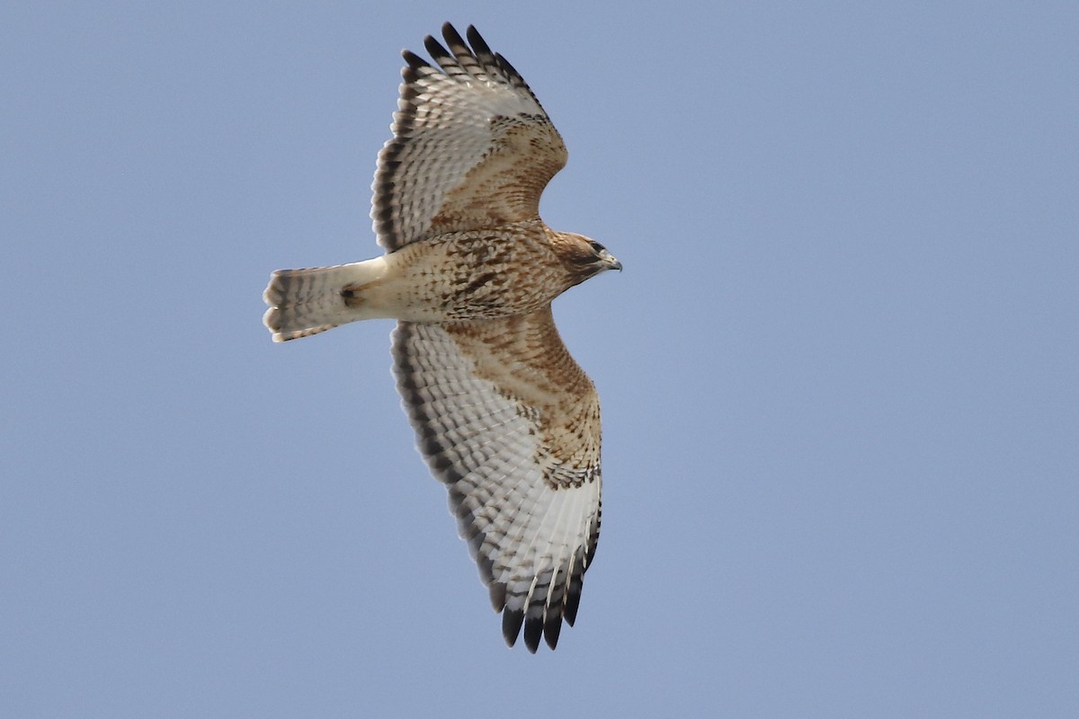 Red-shouldered x Red-tailed Hawk (hybrid) - Karl Bardon