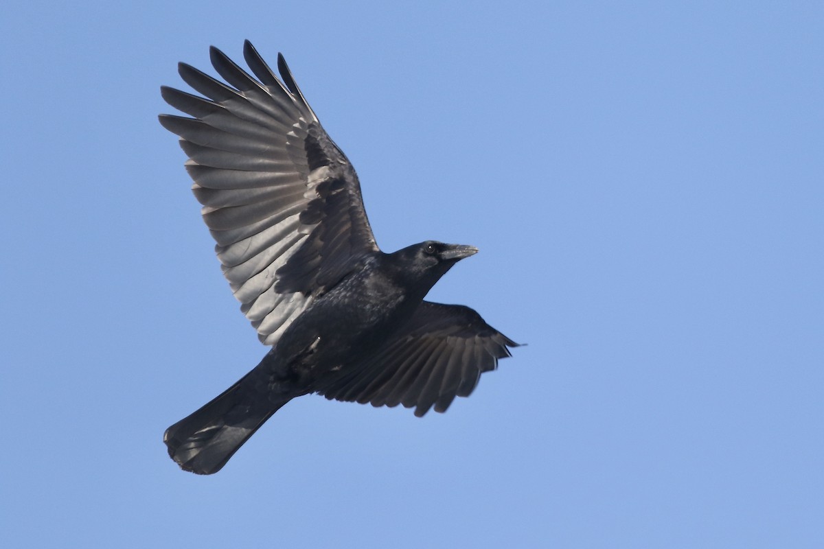 American Crow - ML315544111