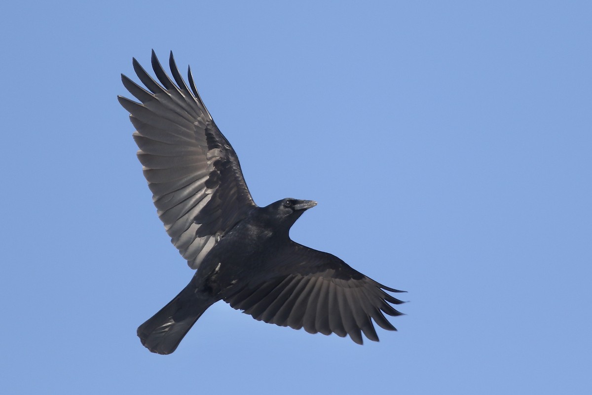American Crow - ML315544121