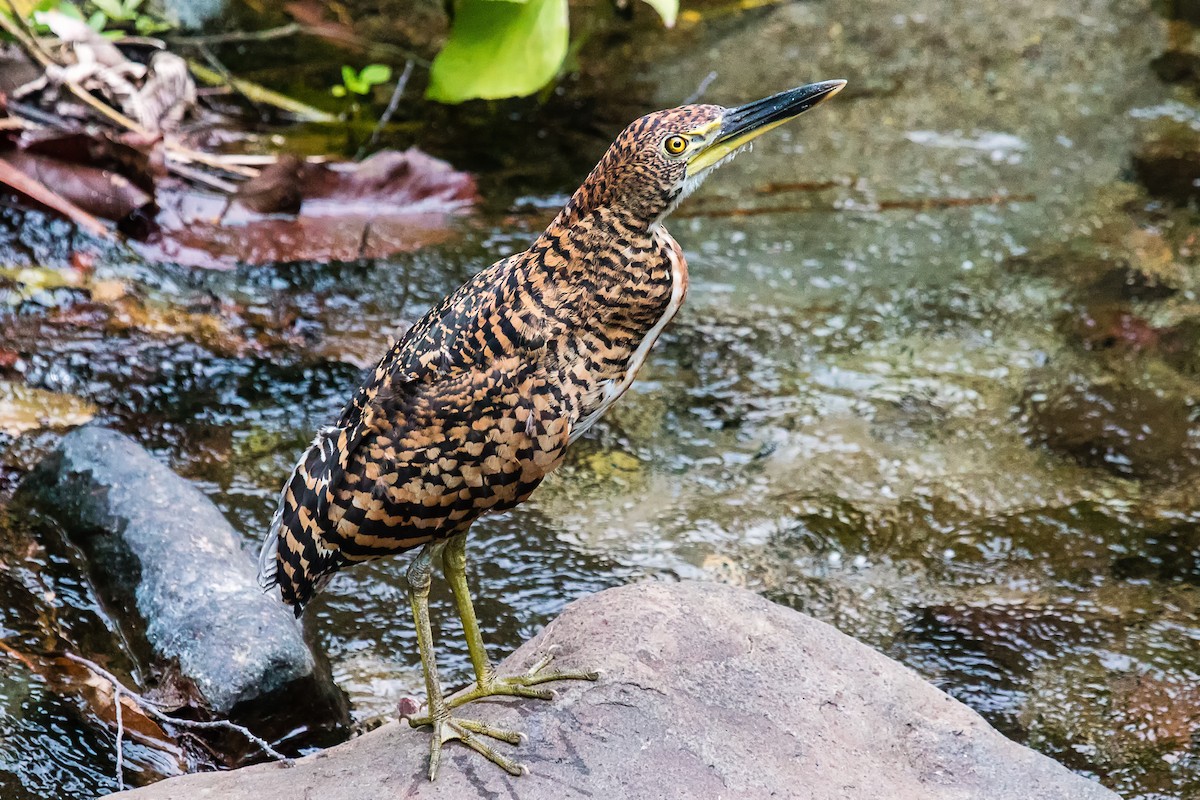 Fasciated Tiger-Heron - ML31554451