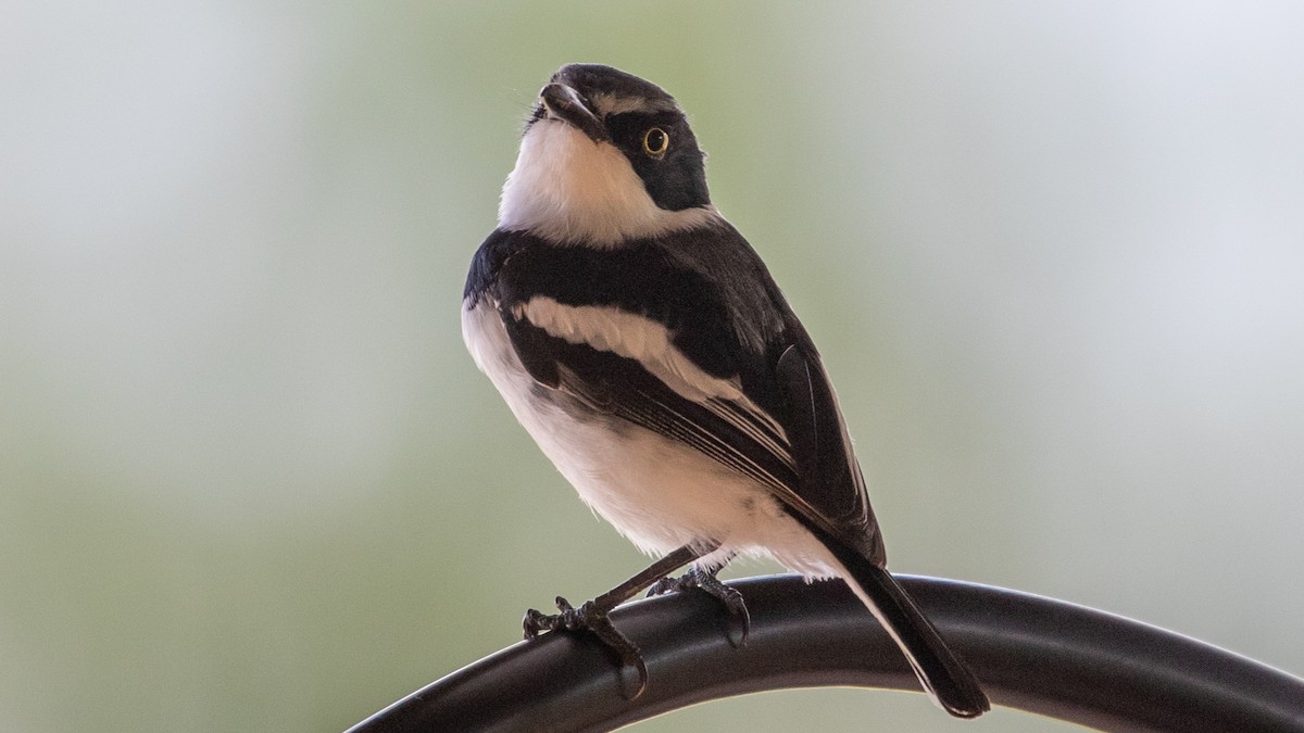 Pale Batis - ML315545951