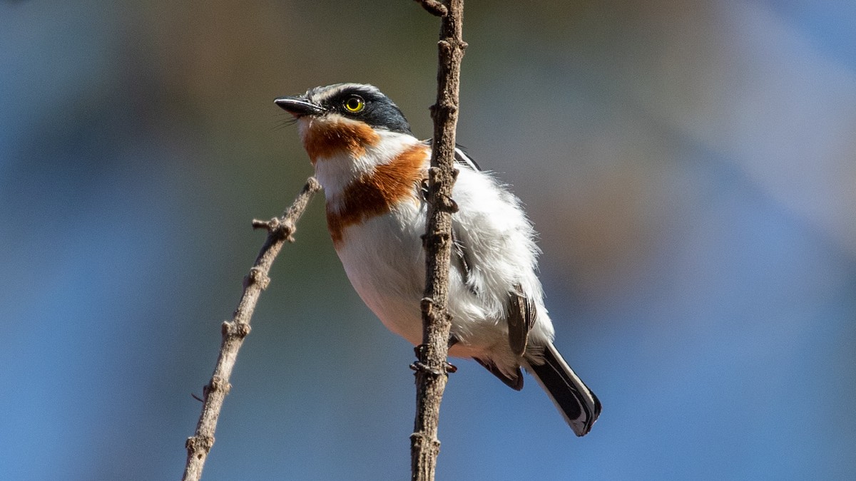 Pale Batis - ML315545961