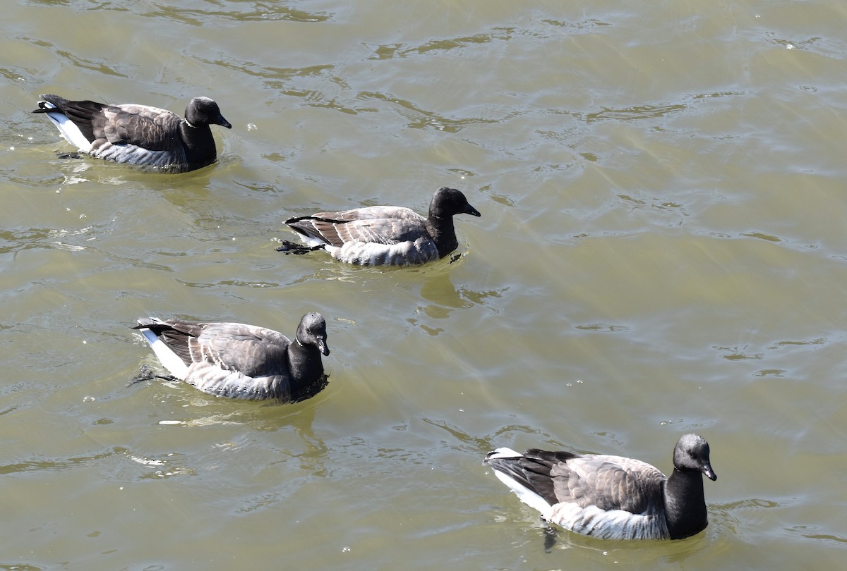 Brant - ML315546681
