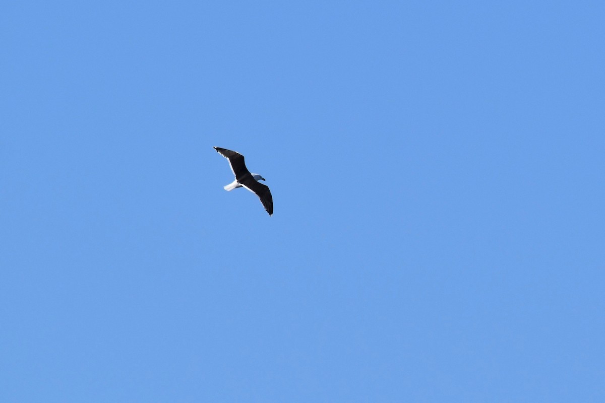 Great Black-backed Gull - ML315546901