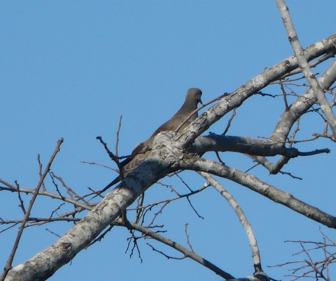 Mourning Dove - ML315547691