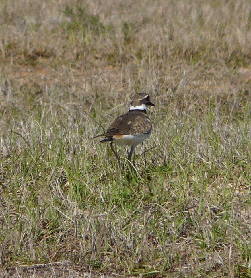 Killdeer - Sean McCool