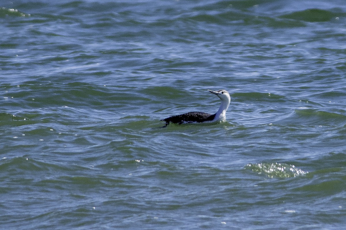 Red-throated Loon - ML315547821