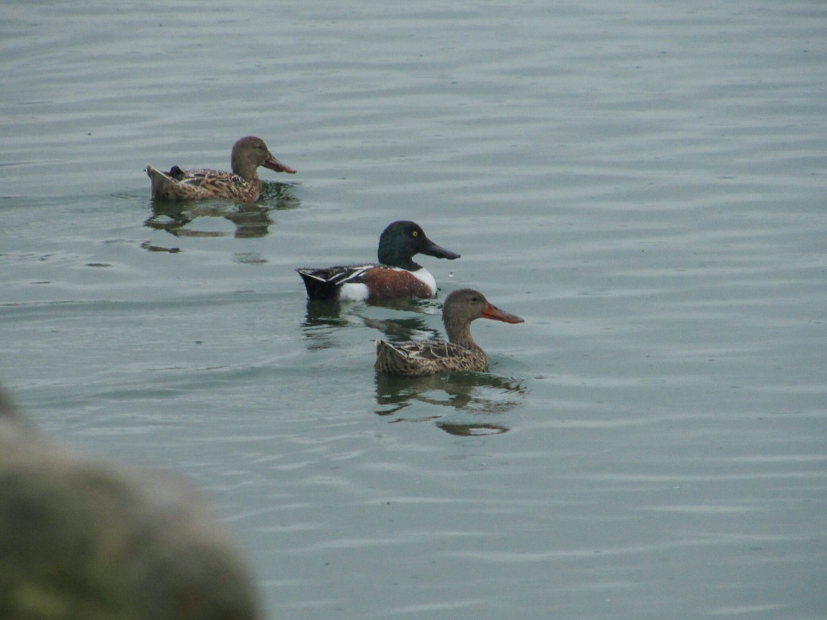 Northern Shoveler - Eduardo Rivera