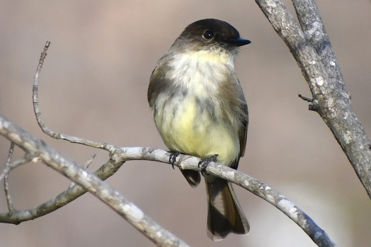 Eastern Phoebe - ML315549971