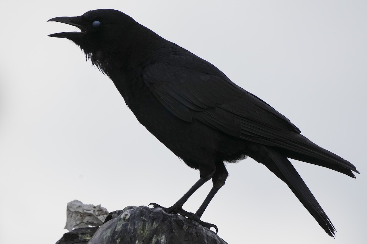 American Crow - ML315554521