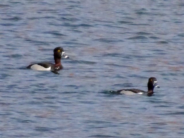 Ring-necked Duck - Janice Andersen