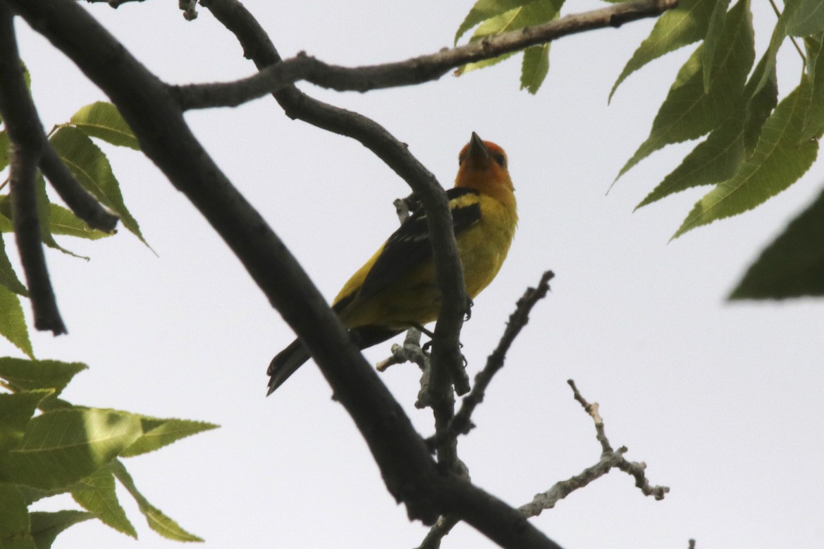Western Tanager - ML31555781