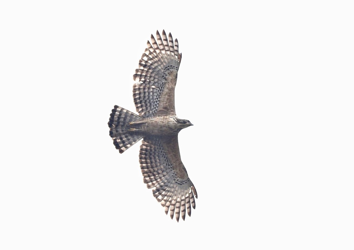 Mountain Hawk-Eagle - 浙江 重要鸟讯汇整