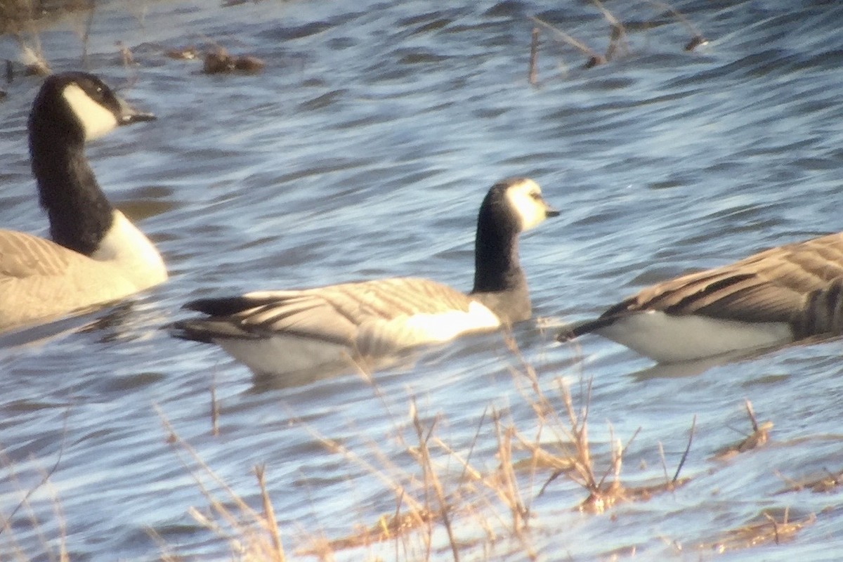 Barnacle Goose - ML315557951