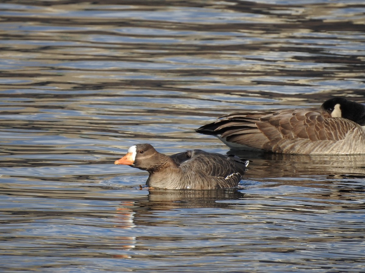 Greater White-fronted Goose - ML315560521