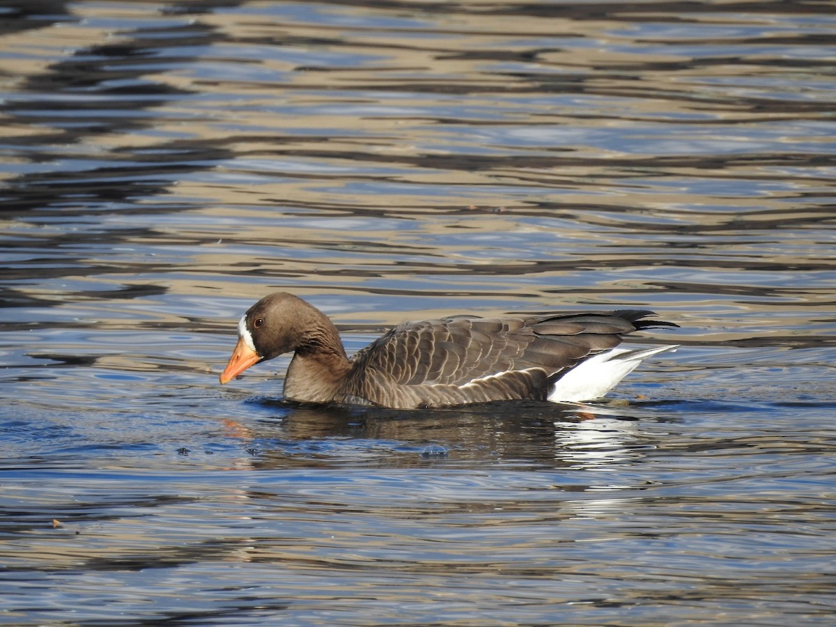 Greater White-fronted Goose - ML315560531