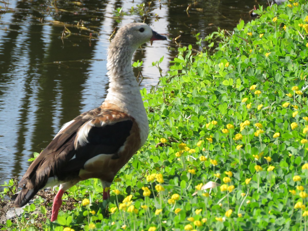 Orinoco Goose - ML315561721