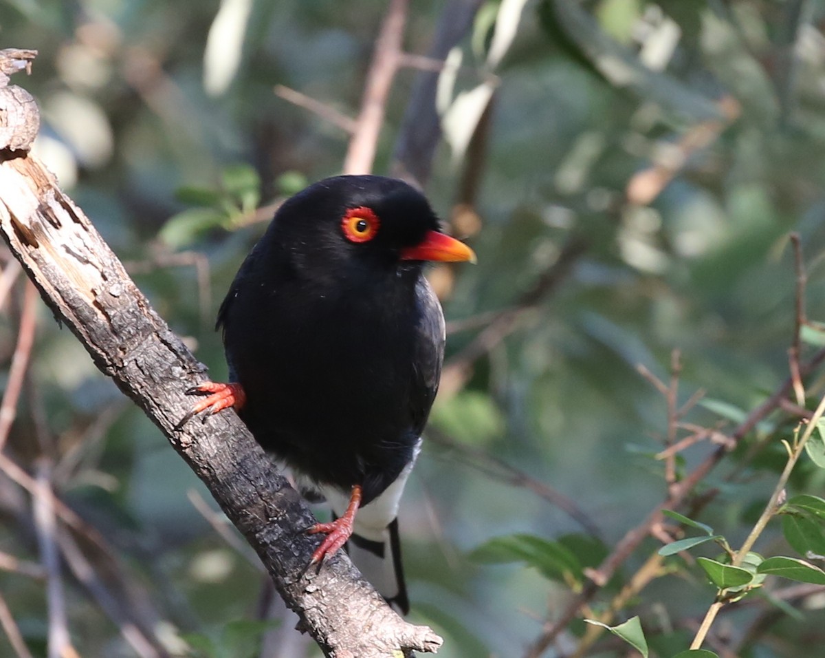 Retz's Helmetshrike - ML315564421