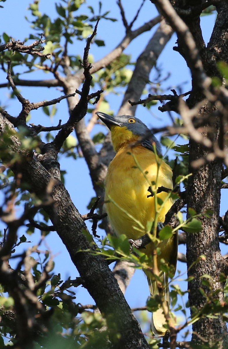 Gray-headed Bushshrike - ML315564451