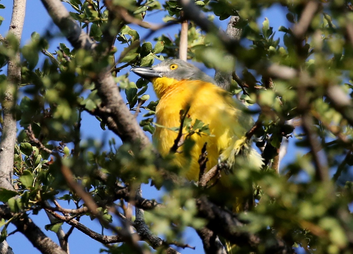 Gray-headed Bushshrike - ML315564461