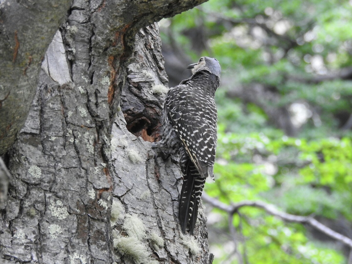 Chilean Flicker - ML315564981