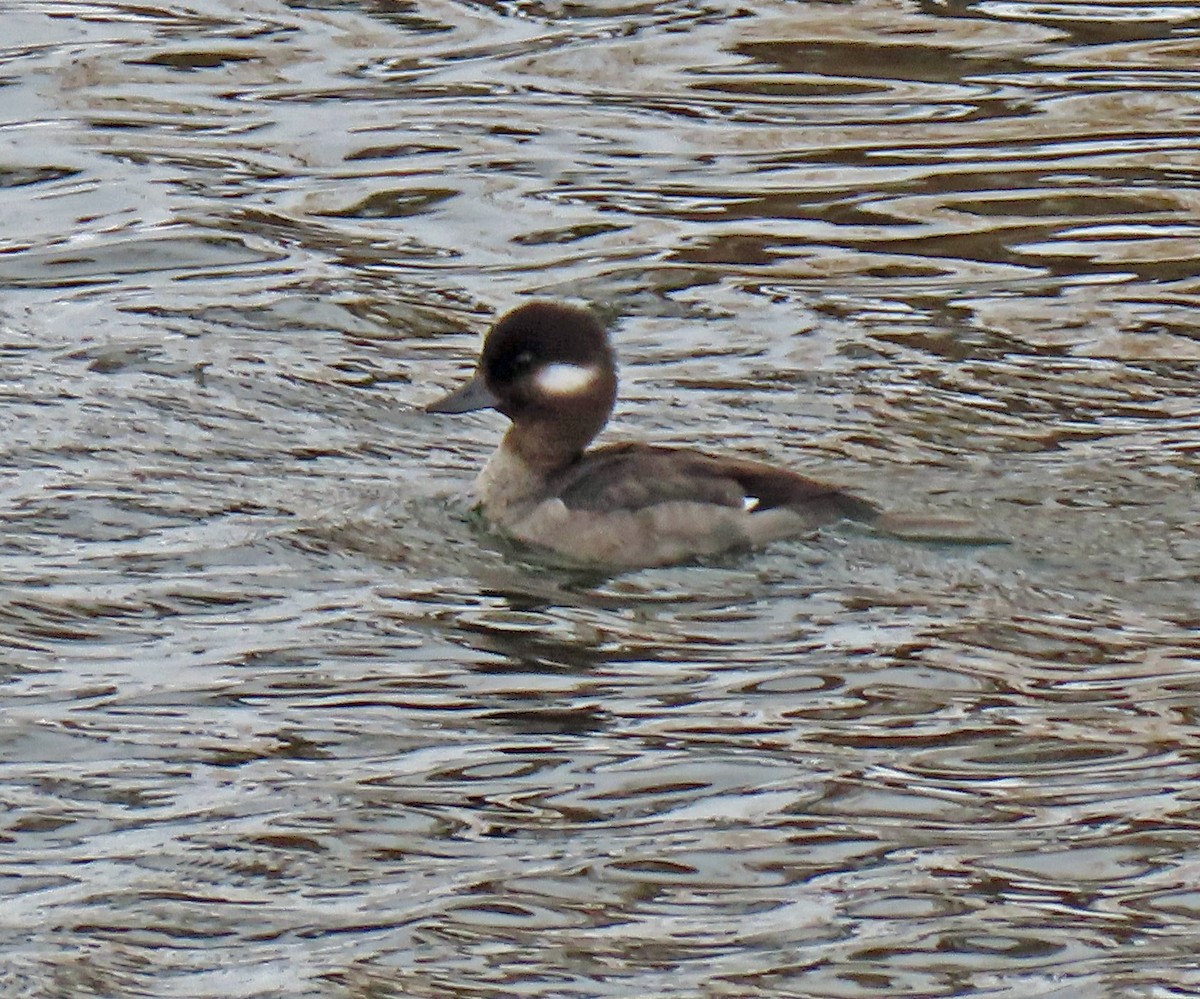 Bufflehead - JoAnn Potter Riggle 🦤