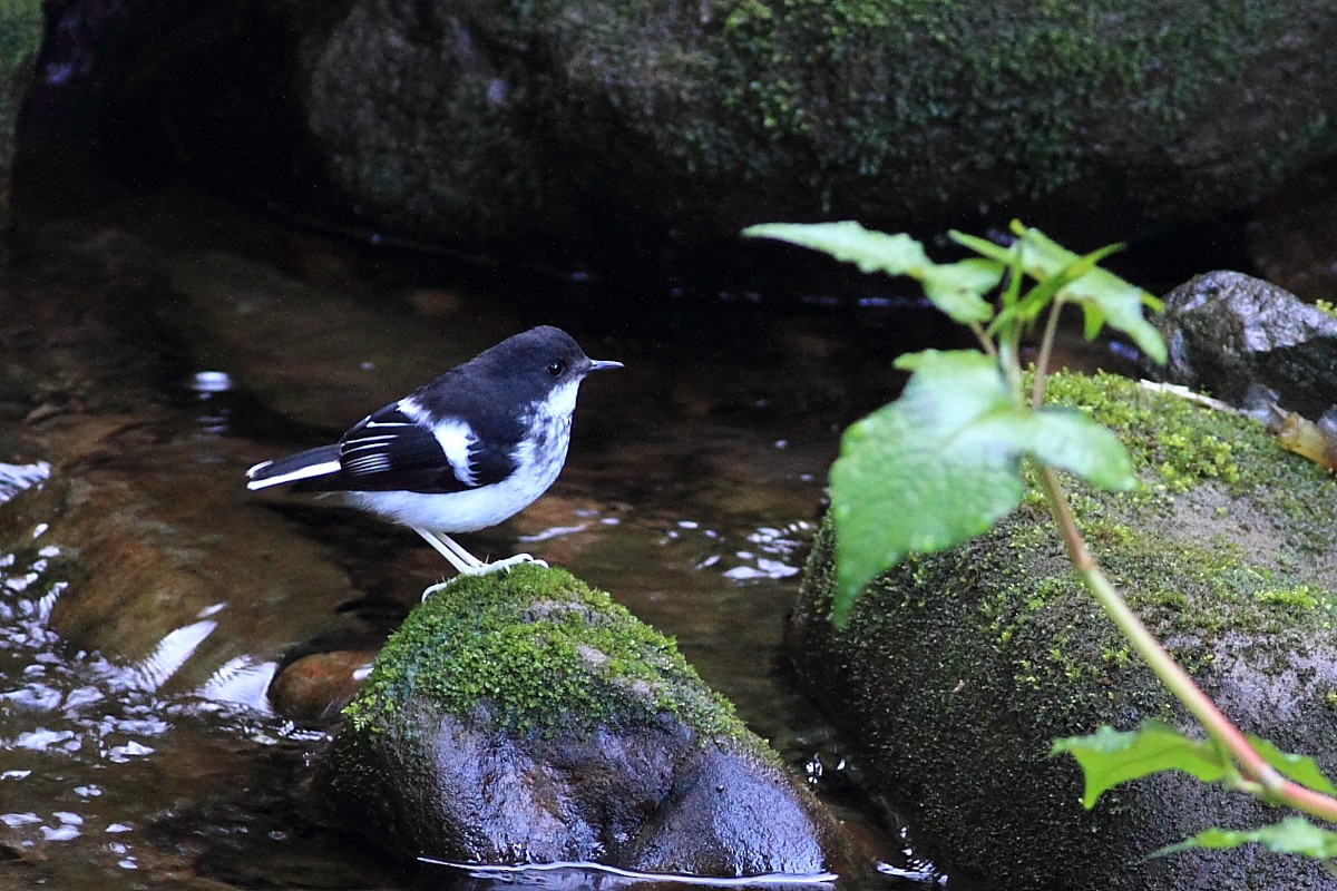 Little Forktail - Zhi-Yuan Cai