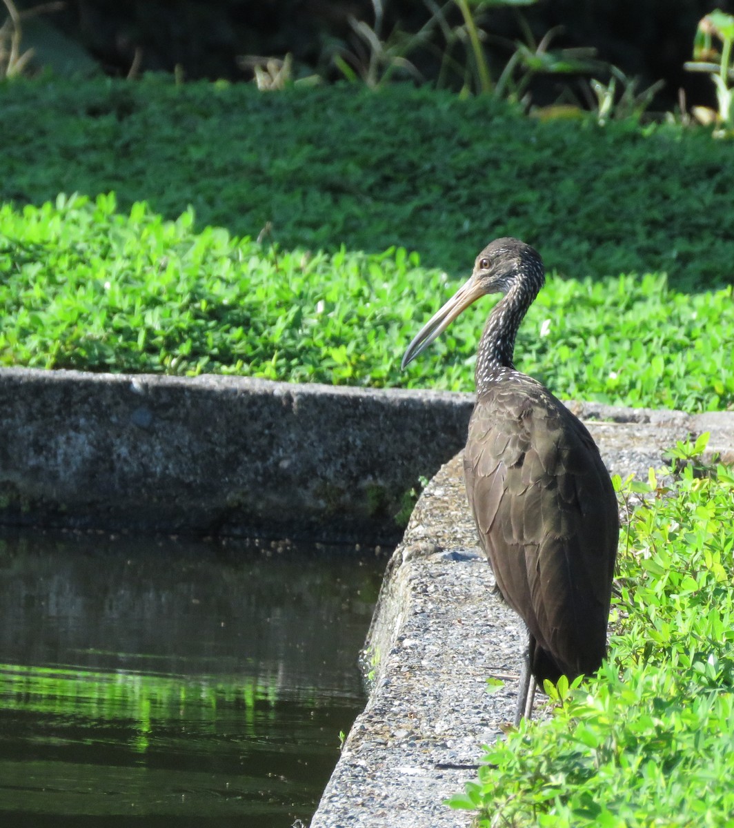 Limpkin - ML315567211