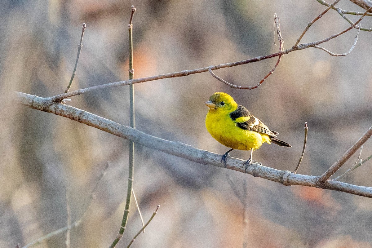 Western Tanager - ML315567261