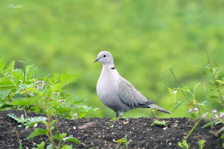 Eurasian Collared-Dove - Vaidehi  Gunjal