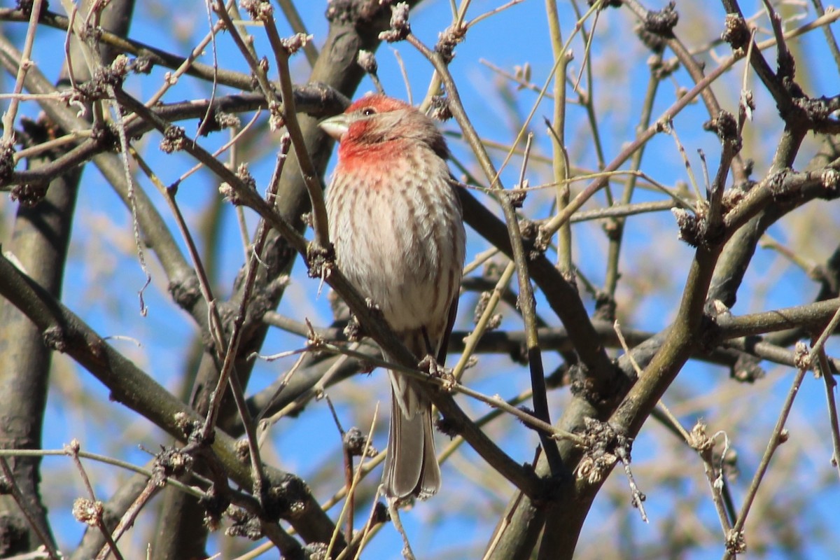 House Finch - kim nordquest