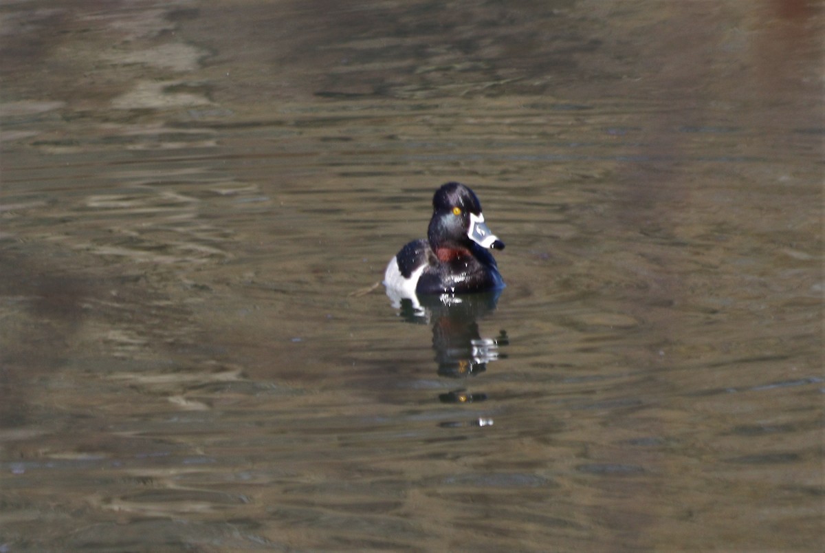 Ring-necked Duck - ML315569961