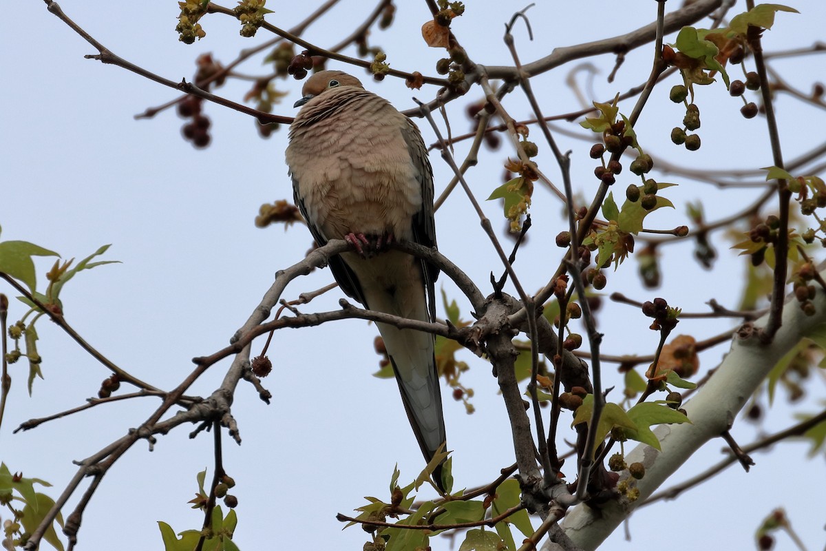 Mourning Dove - ML315571691