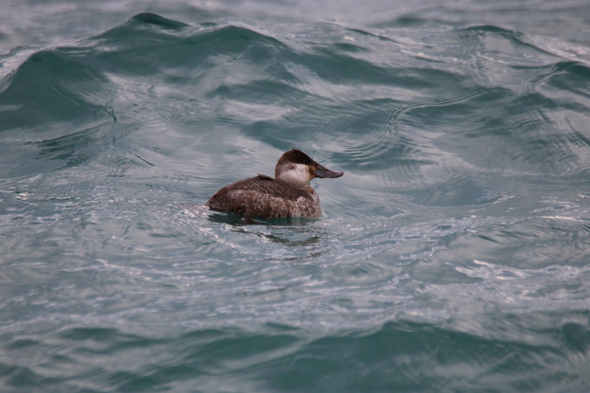 Ruddy Duck - ML315572361