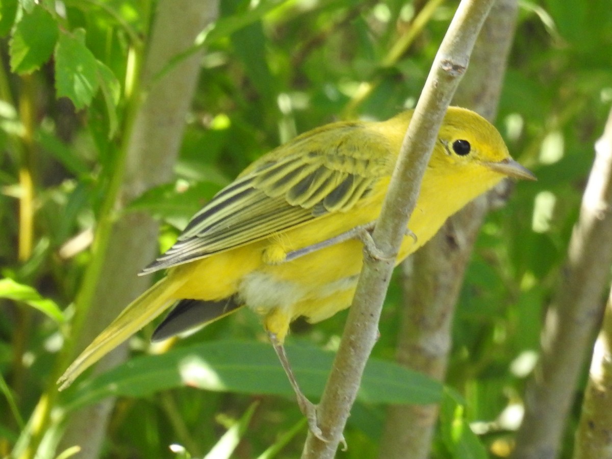 Yellow Warbler - ML31557351