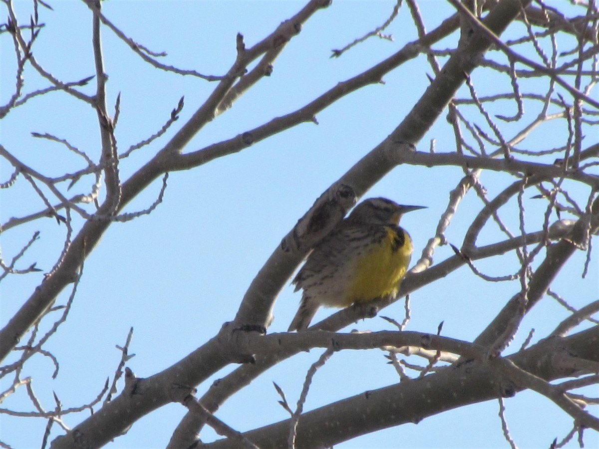 Western Meadowlark - ML315573711