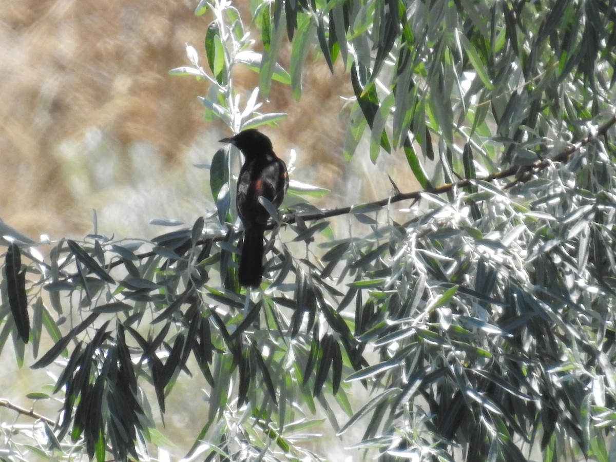 Orchard Oriole - ML31557401